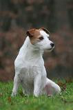 PARSON RUSSEL TERRIER 270